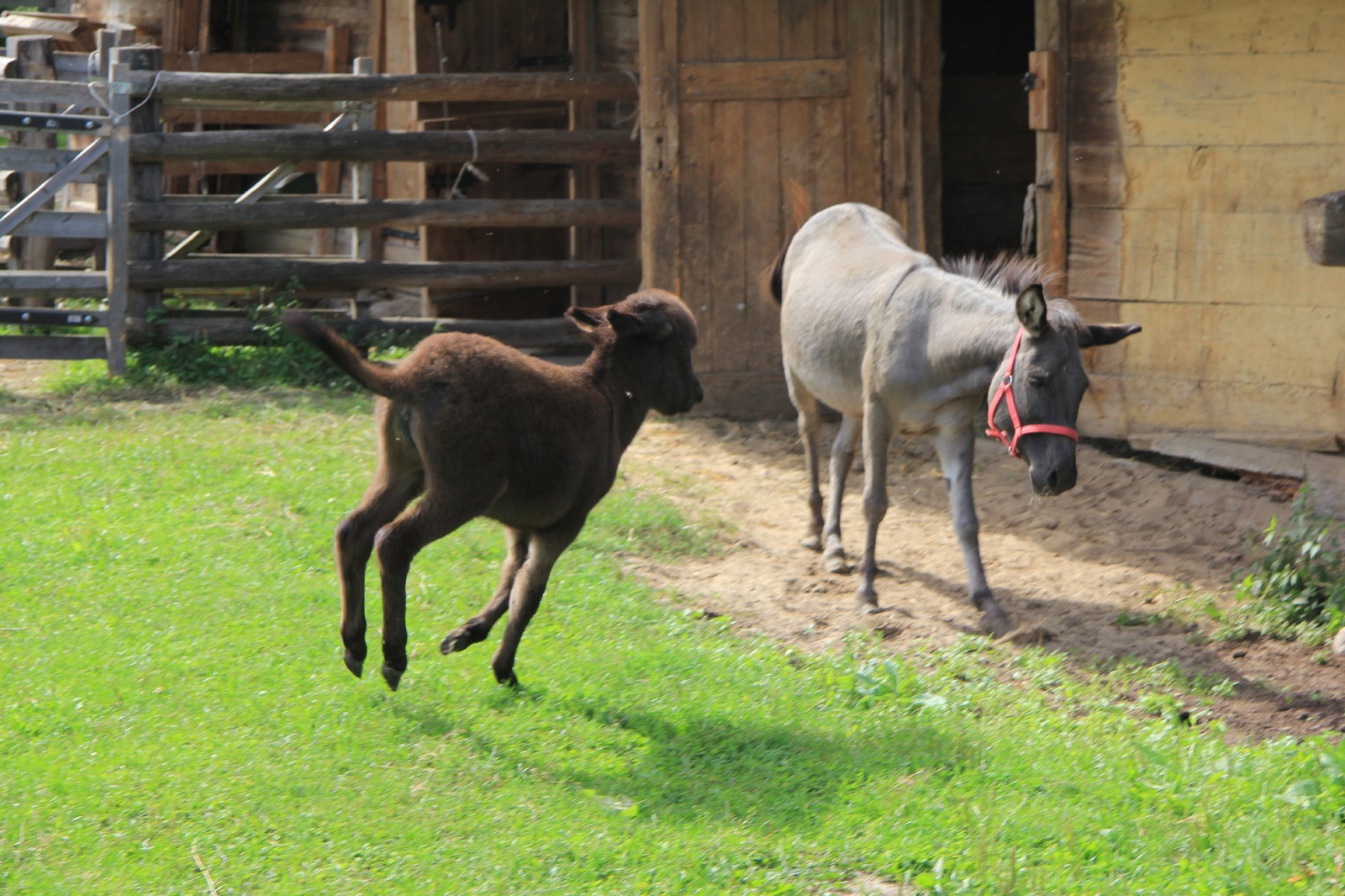 Animals from folwark