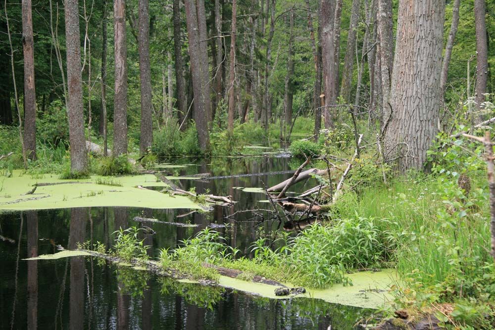 Puszcza Białowieska