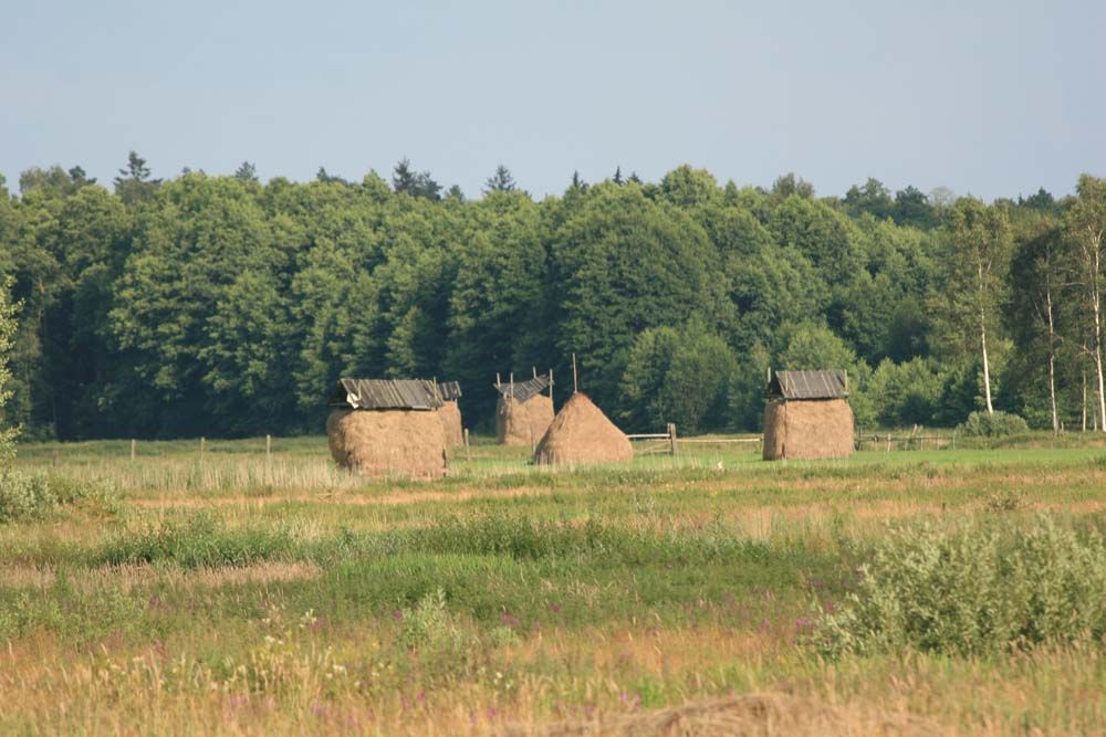 Puszcza Białowieska