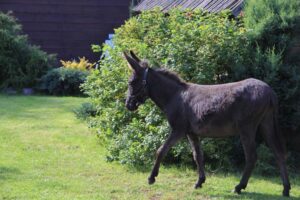 Animals from folwark