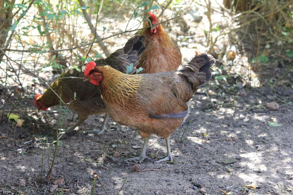 Animals from folwark
