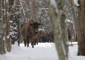 Puszcza Białowieska