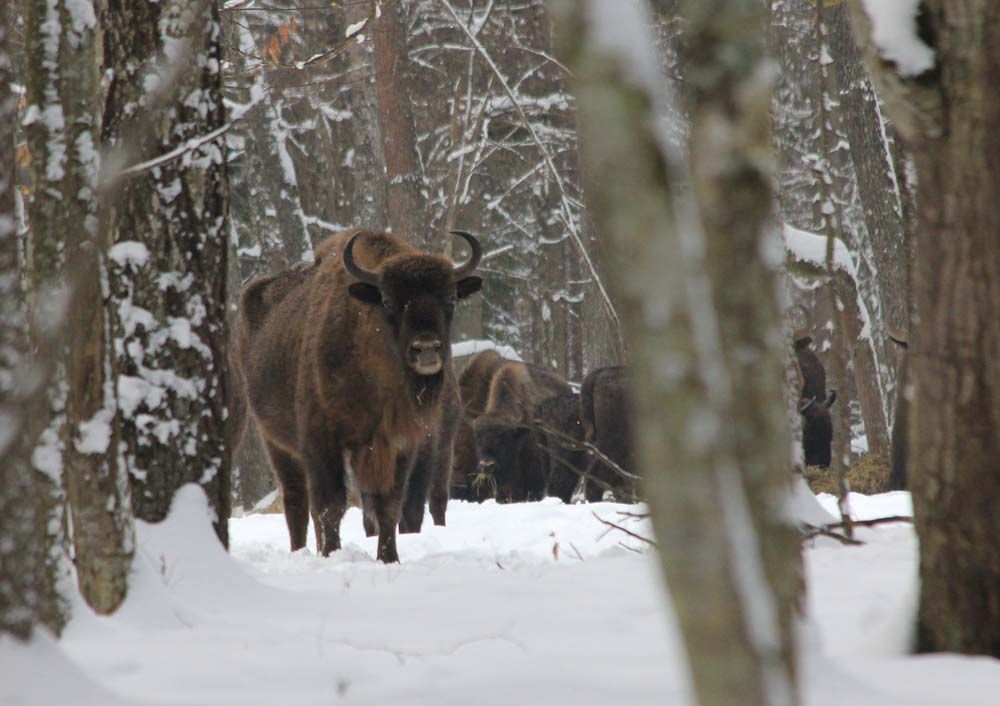 Puszcza Białowieska