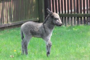 Animals from folwark