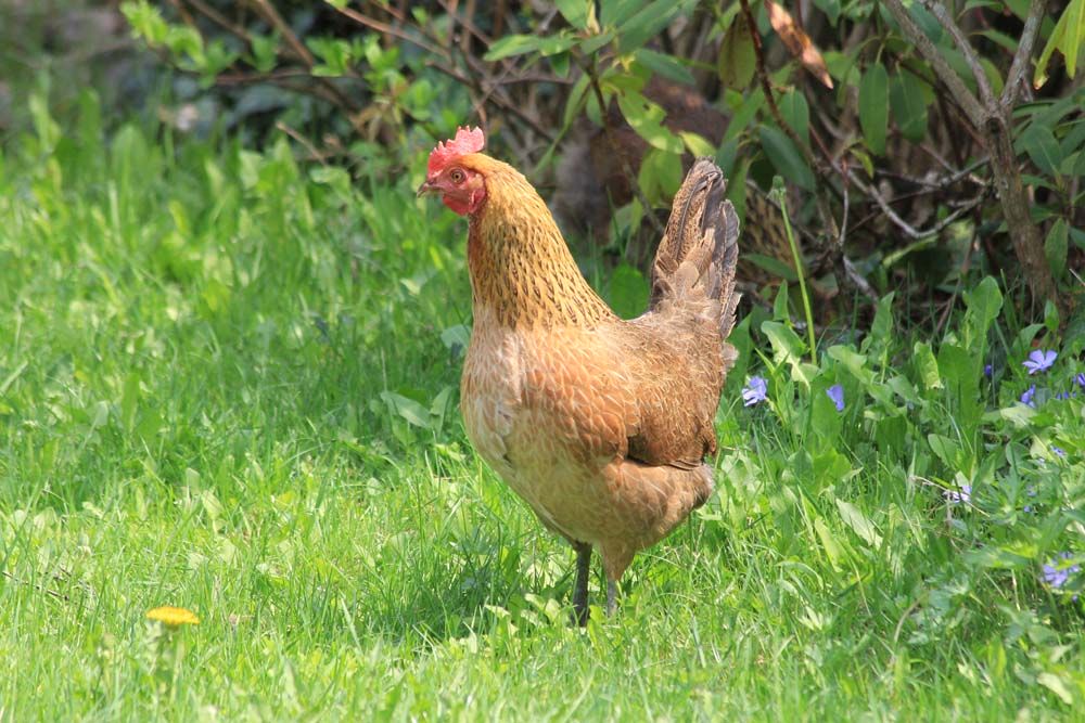 Animals from folwark