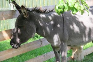 Animals from folwark