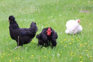 Animals from folwark
