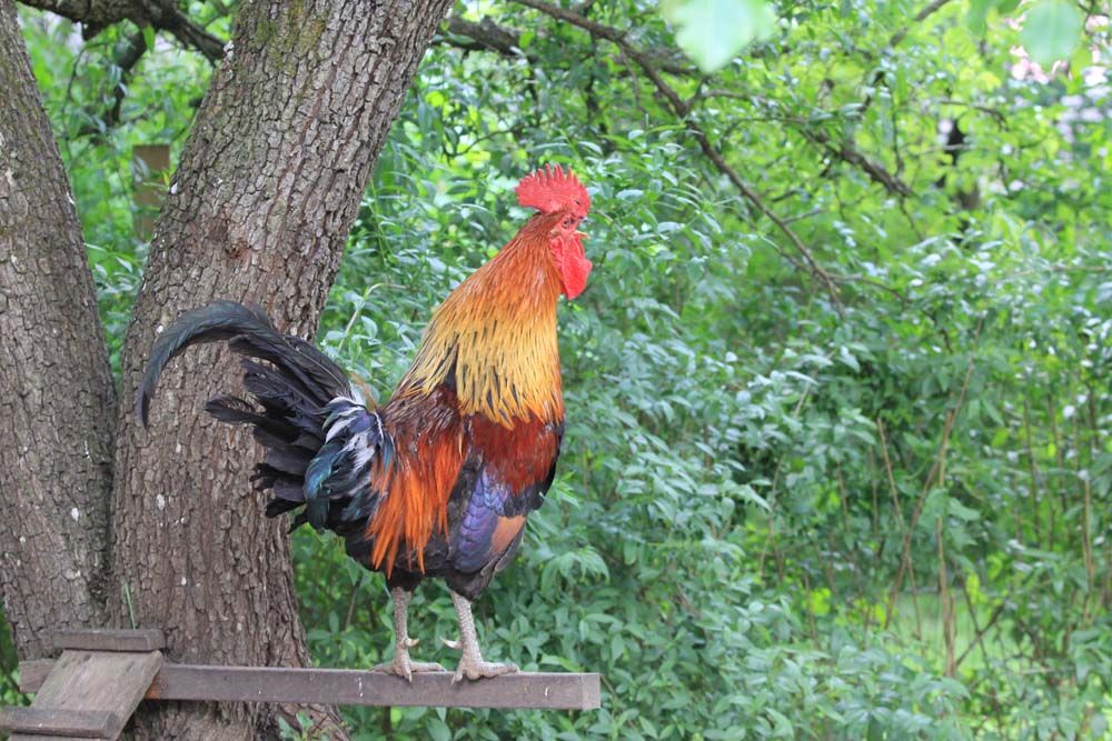 Animals from folwark
