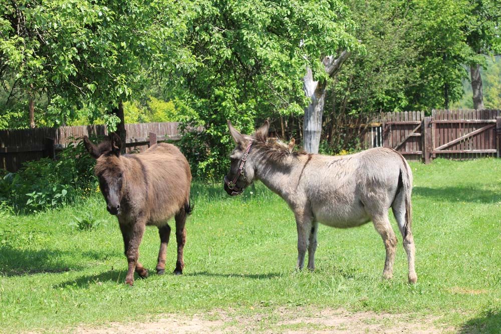 Animals from folwark