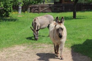 Animals from folwark