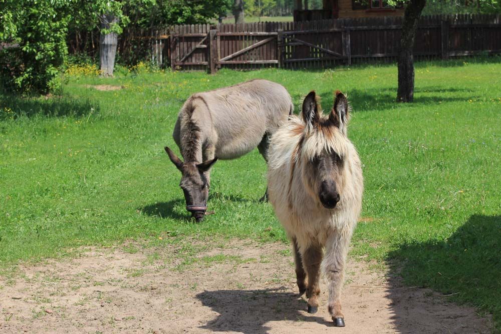 Animals from folwark