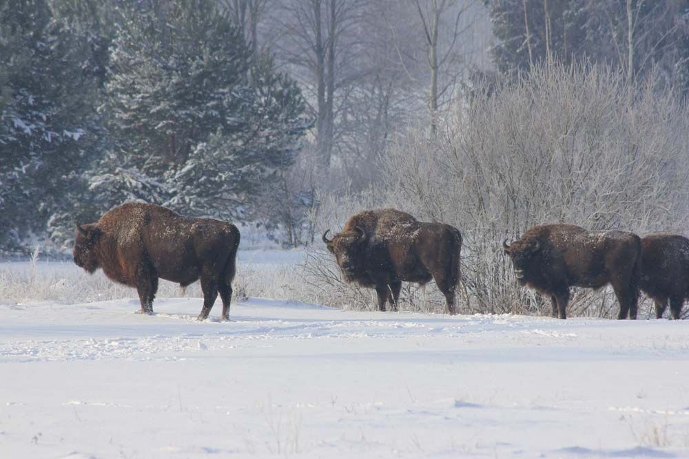Puszcza Białowieska