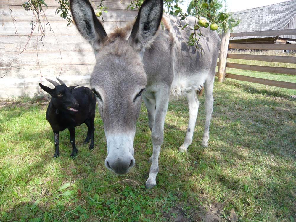 Animals from folwark