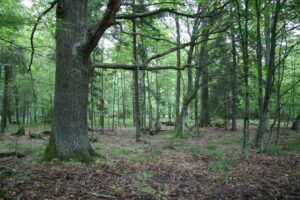 Puszcza Białowieska