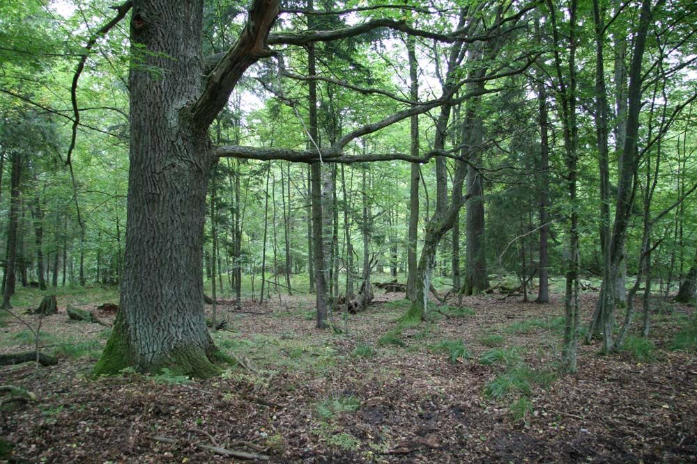 Puszcza Białowieska