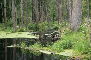 Puszcza Białowieska