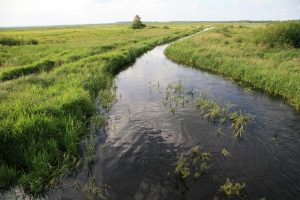 Puszcza Białowieska