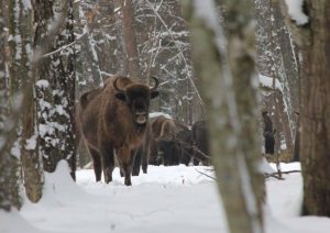Puszcza Białowieska