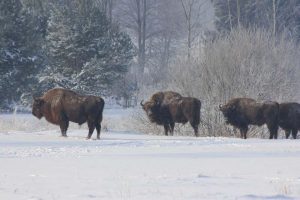Puszcza Białowieska