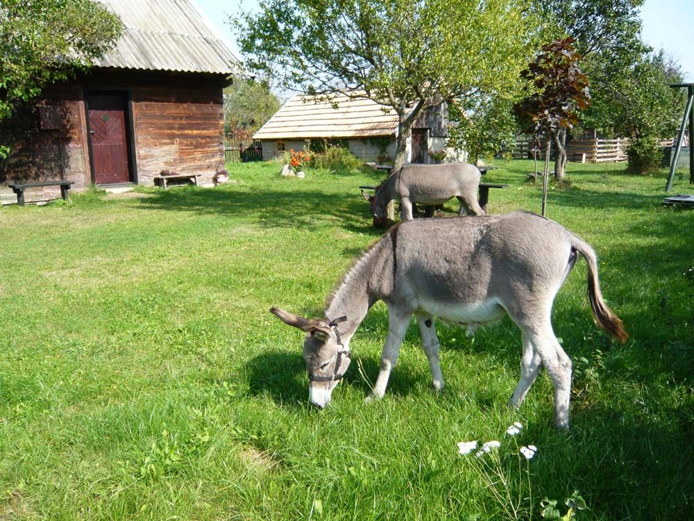 Zwierzęta w folwarku