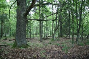 Puszcza Białowieska